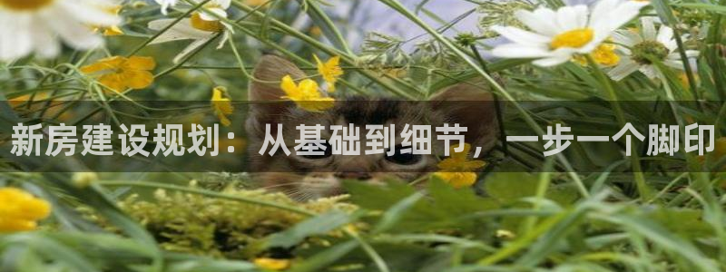威九国际网站经常打不开网页：新房建设规划：从基础到细节，一步一个脚印
